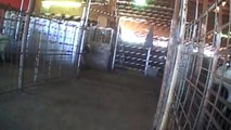 WATCH  Hidden-Camera Video Exposes Shocking Animal Abuse at Livestock Markets