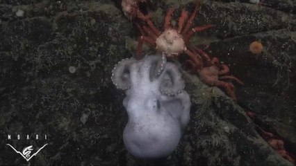 Deep-Water Octopus Guards Her Eggs for Over Four Years