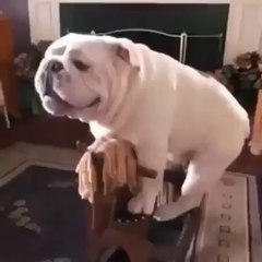 Sallanan ata binen köpek