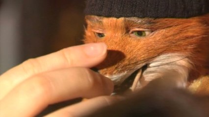 Fantastic Mr Fox VOST - featurette