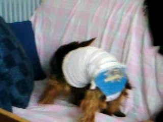 Lola yorkshire d'1 mois et 1 semaine