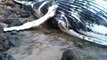 Algerie une baleine échouée sur les côtes d'Ain Témouchent