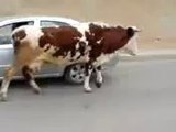 algerie meme les vaches se promènent dans la rue mdrrrrrrrr