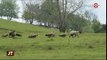 Savoie : Les attaques de vautours inquiètent les éleveurs