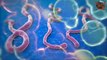 What is the Ebola virus, and how worried should we be