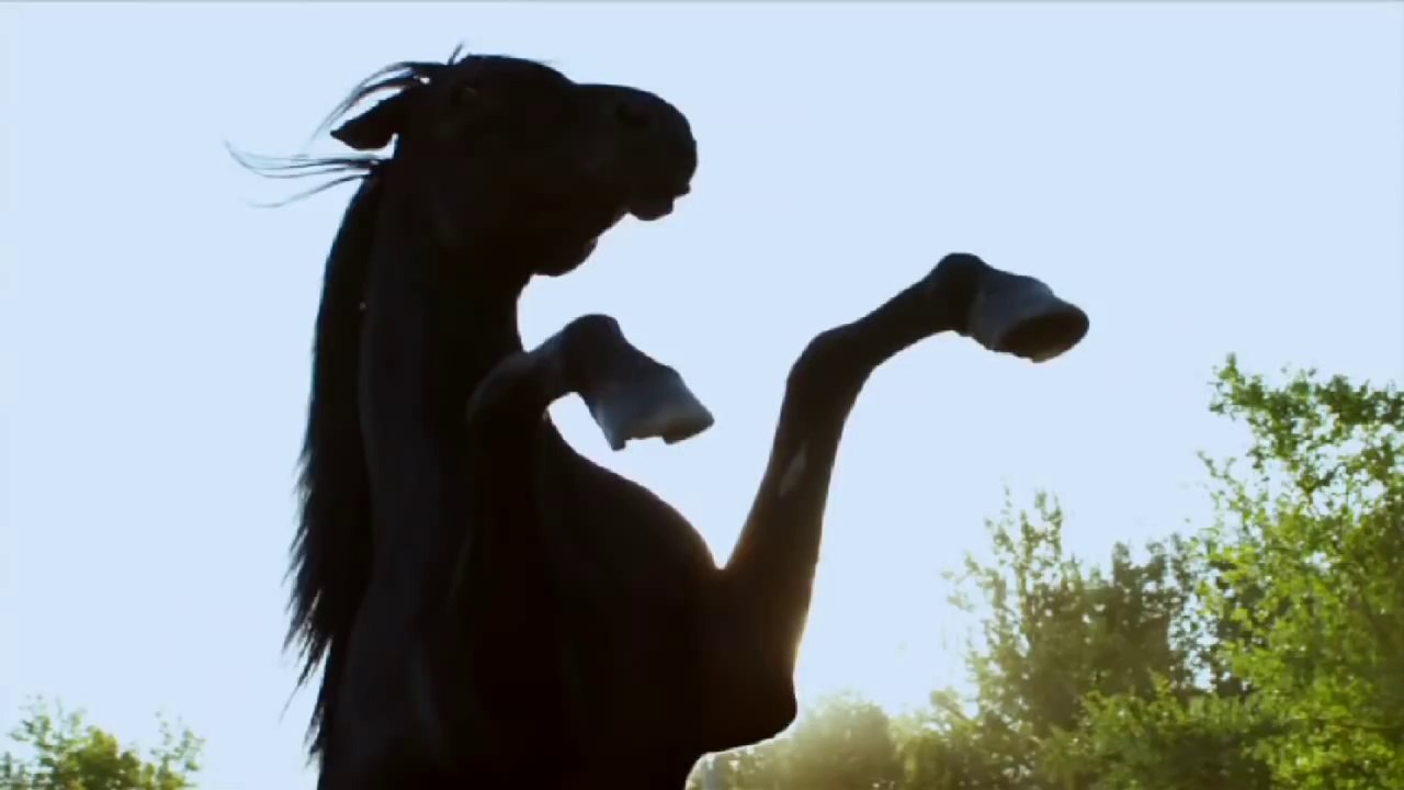 Flicka: Country Pride - Meet Flicka