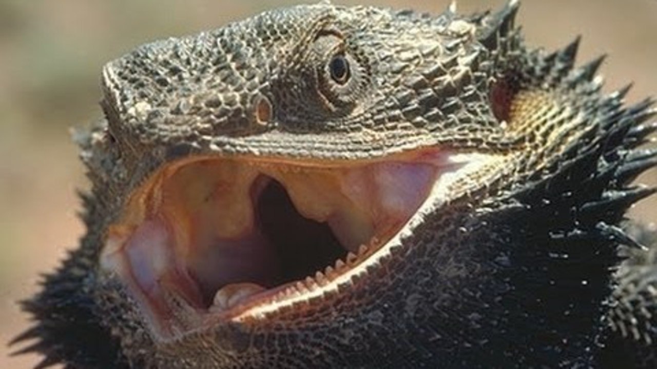 Bearded Dragon Update