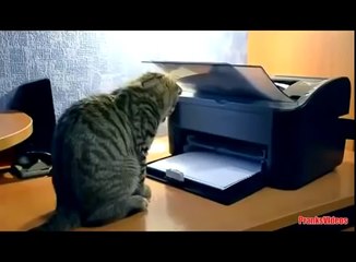 УГАРНЫЕ И СМЕШНЫЕ КОТЫ 2014.