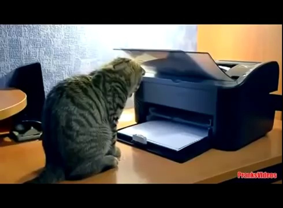 УГАРНЫЕ И СМЕШНЫЕ КОТЫ 2014.