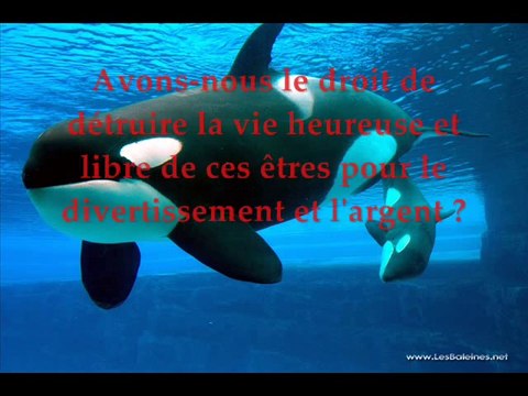 Agir Pour Les Dauphins 2 La face caché de la captivité pour les dauphins et les orques.