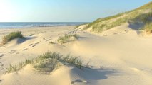 Calm and Peaceful Instrumental Music - Schoorlse Duinen - relaxdaily N°081 1080p