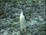 Chinstrap Penguins Dress Up, Antarctica