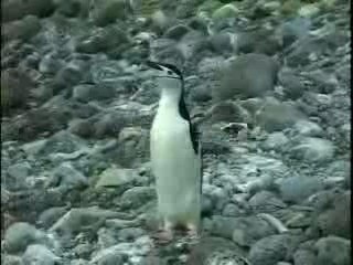 Chinstrap Penguins Dress Up, Antarctica