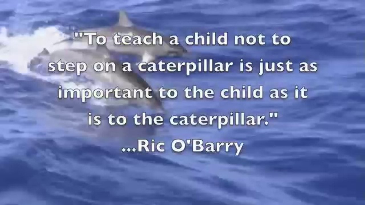 Dolphin Resort à Taiji refuse de donner Dolphins une chance de survivre Typhoon Talas