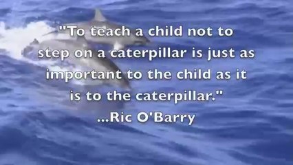 Dolphin Resort à Taiji refuse de donner Dolphins une chance de survivre Typhoon Talas