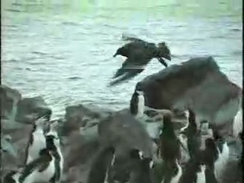 Air Attack Upon Antarctica Penguins