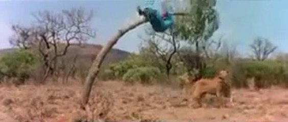 Purva Palm Beach Cheat	-funny video just spent 1 minute you can't stop laughing - Petzlover