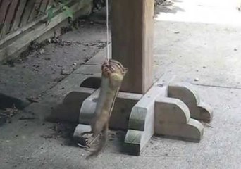 Chipmunk Eats Peanut While Hanging From String