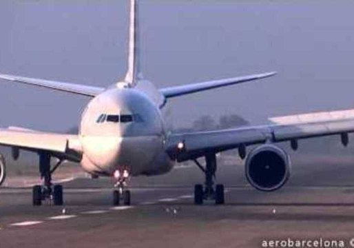 Seagulls Casually Avoid Looming Jet