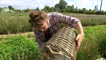 Plantes médicinales. La récolte en Bretagne