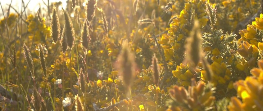 Instrumental Background Music - relax, ambient, beautiful music - France - relaxdaily N°069 1080p