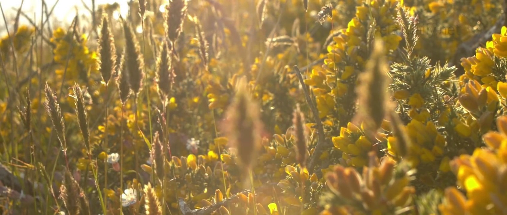 Instrumental Background Music - relax, ambient, beautiful music - France - relaxdaily N°069 1080p