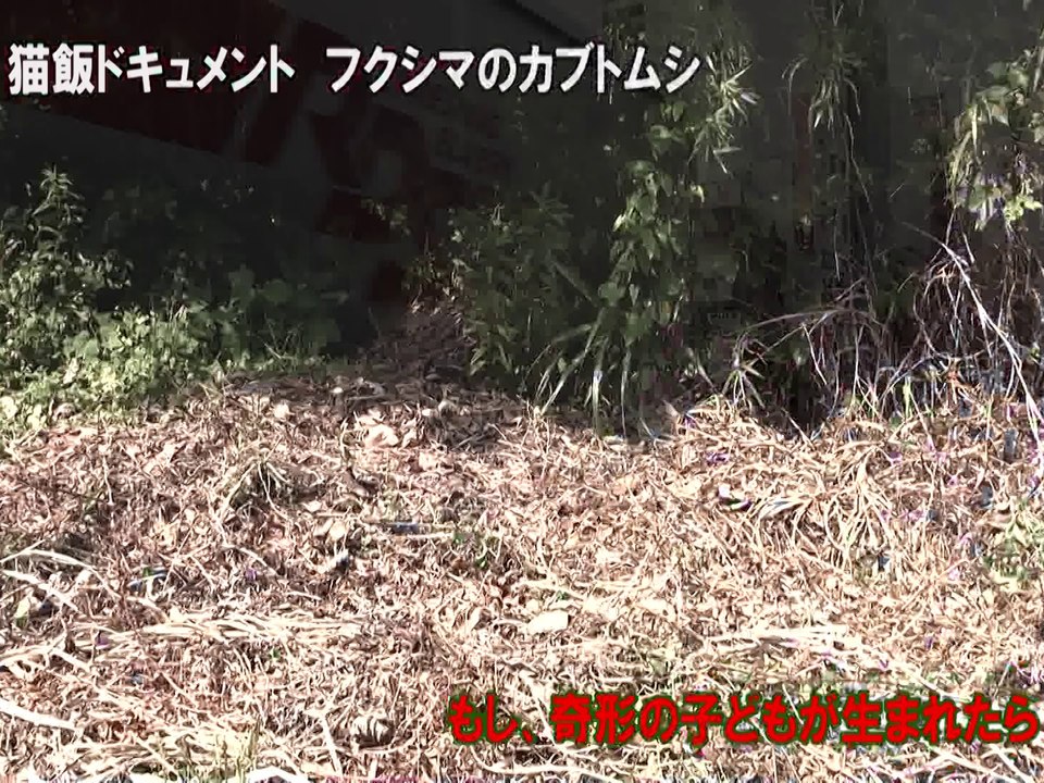 2014年盛夏！衝撃・顔の無い奇形カブトムシ