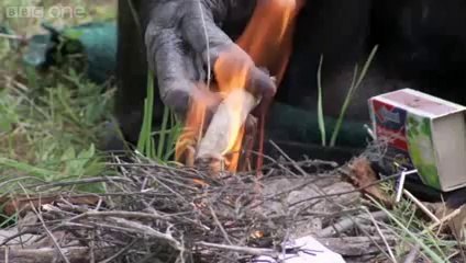 Bonobo builds a fire and toasts marshmallows