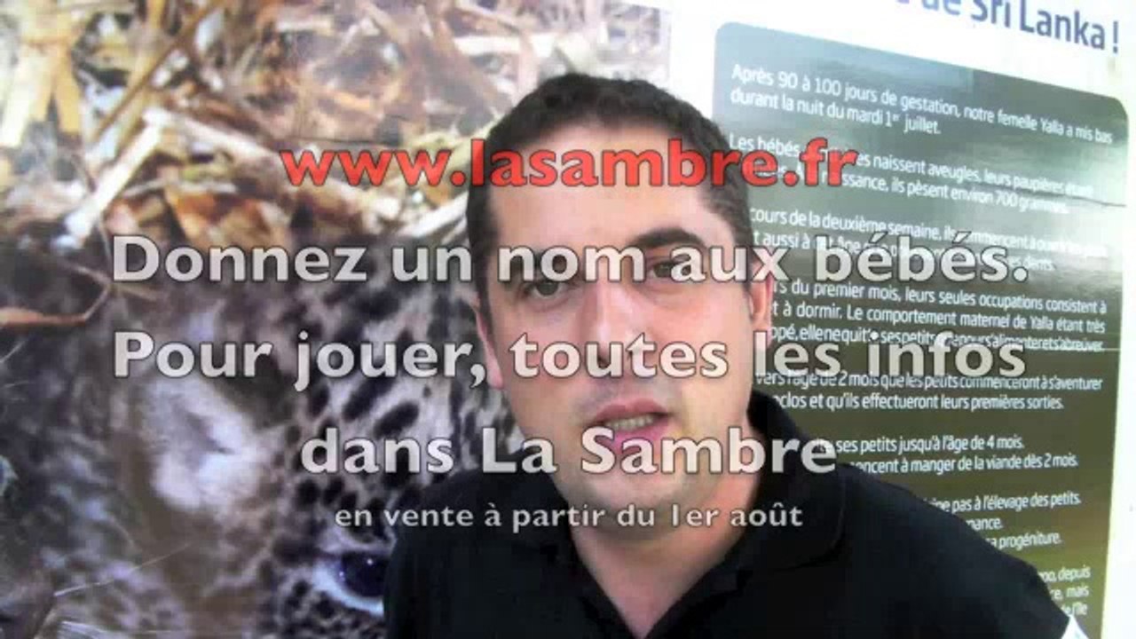 Naissances de bébés panthères au zoo de Maubeuge
