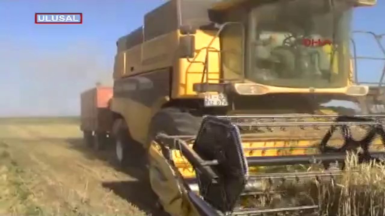 Muş'da buğday ve arpa hasatı ümit verdi