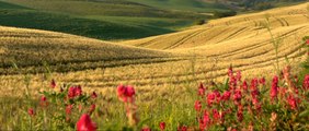 relaxdaily N°072 - inspirational instrumental music - study, work, relax, enjoy - Tuscany 1080p