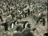 Massive Colony of Penguins, Antarctica