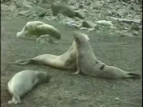 Elephant Seals Fight, Antarctica