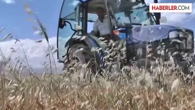 Hasadı, geleneksel tarım aletleriyle yapıyorlar -