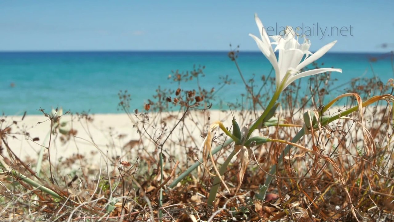 Relaxing Instrumental Music_ soft & calm background music - relaxdaily N°080 1080p