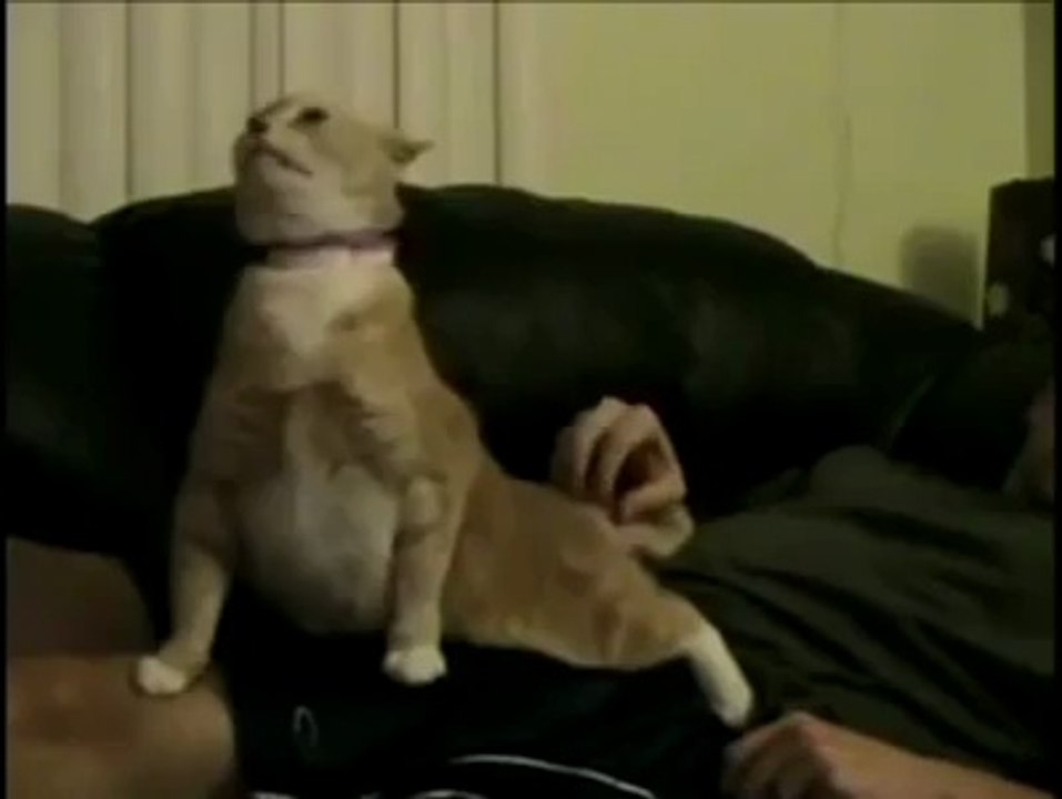 masoom cat