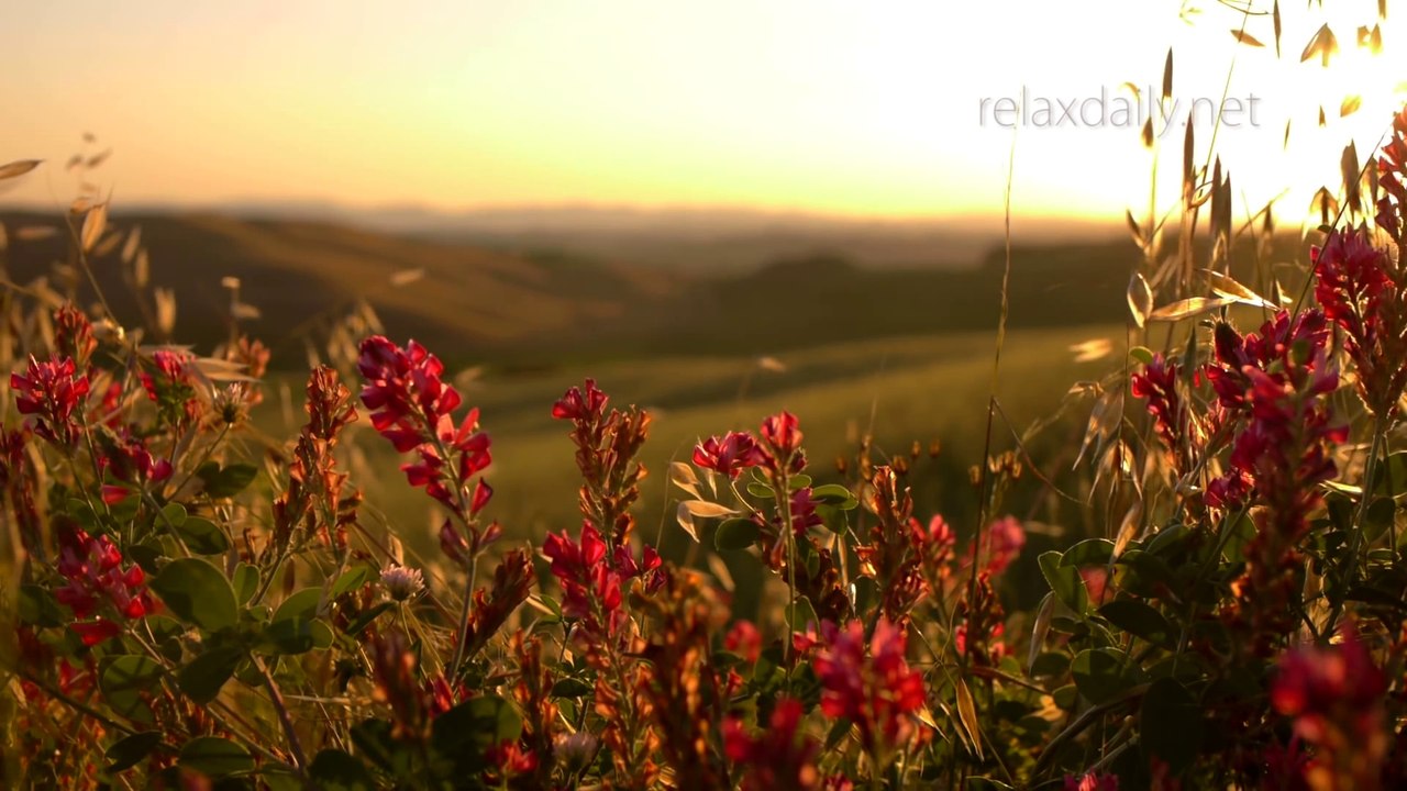 Relaxing Instrumental Music_ soft, studying, work, think music - relaxdaily N°074 1080p