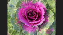 Decorative cabbage ... ...