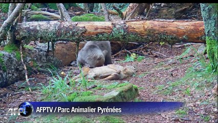 Auberta, oursonne des pyrénées en semi-liberté