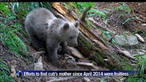 Pyrenees orphan bear cub gets brand new home
