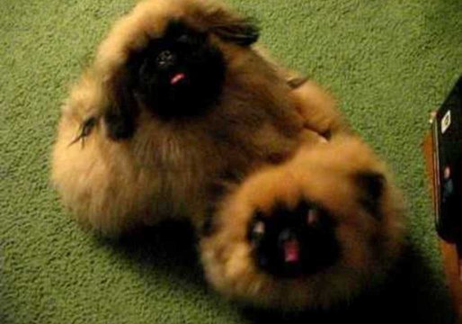 Adorable Pekingese Puppies Vie for Attention
