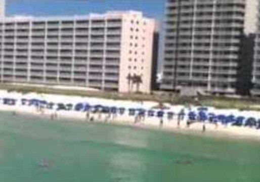 Get Out of the Water! Hammerhead Shark Terrifies Swimmers