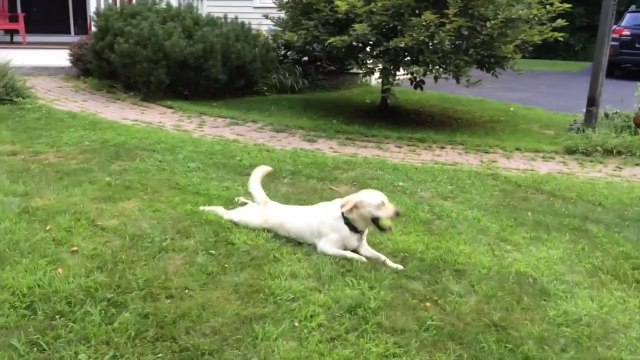 Stellas Dog Brakes (ORIGINAL)