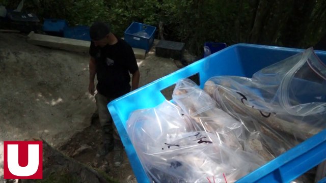 Découverte des corps de cinq soldats allemands