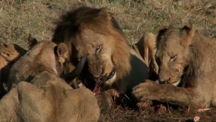 Woman Told Not to Pet Lion, Loses Finger, Blames Zoo