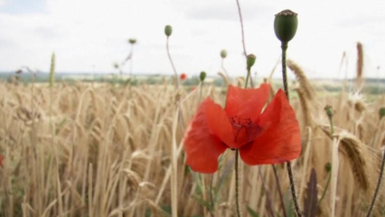Skeletons of WW1 soldiers discovered in former trenches