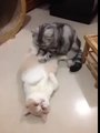 Kedi kediye masaj yapıyor