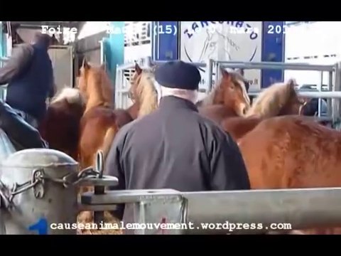 Foire aux chevaux de Maurs (15) le 07 mars 2013