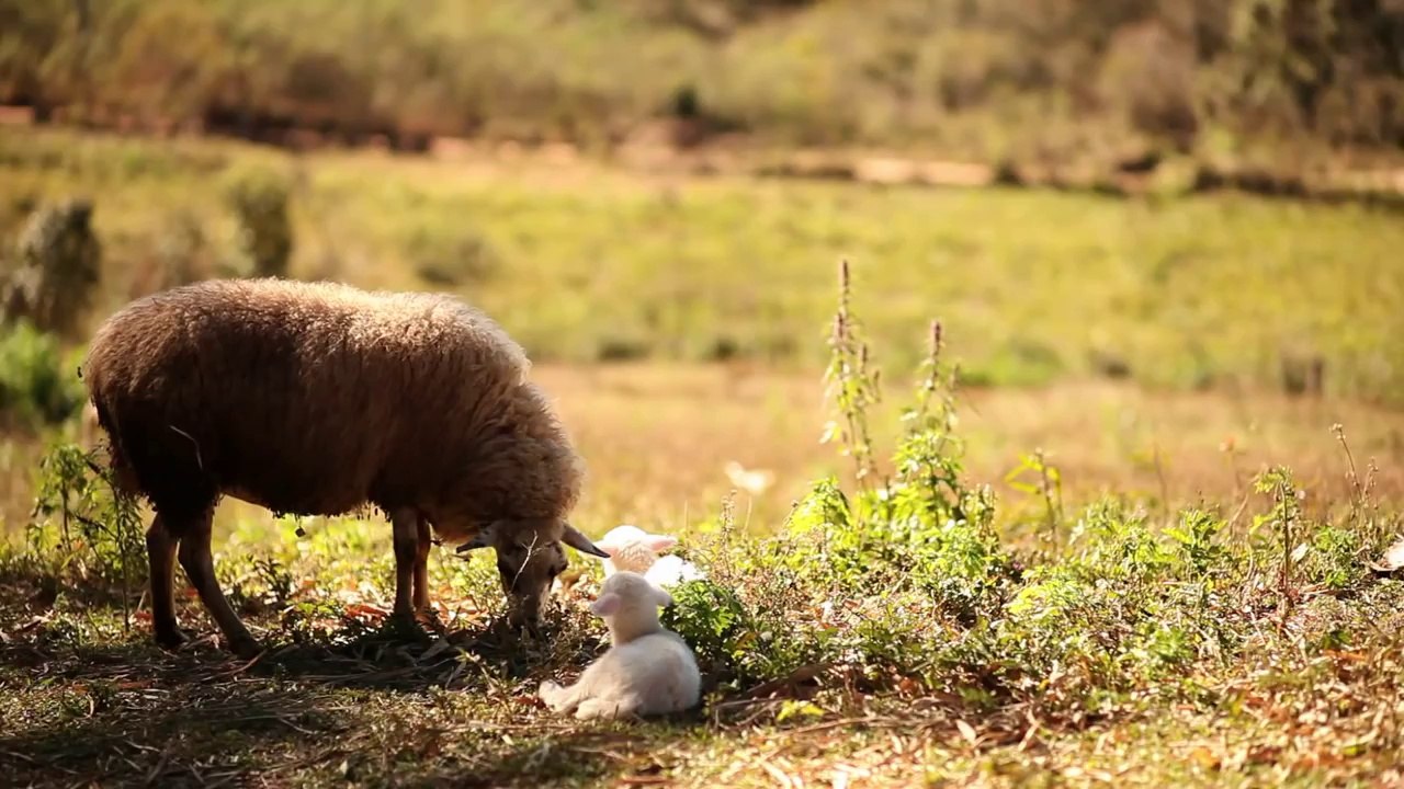 Trailer Com os Pês na Cabeça