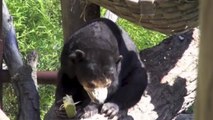 Oakland Zoo Animals Feast On Exotic Fruit After Truck Crash